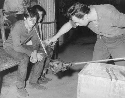 &copy;2007 Nazeing Glass - Glass Fish